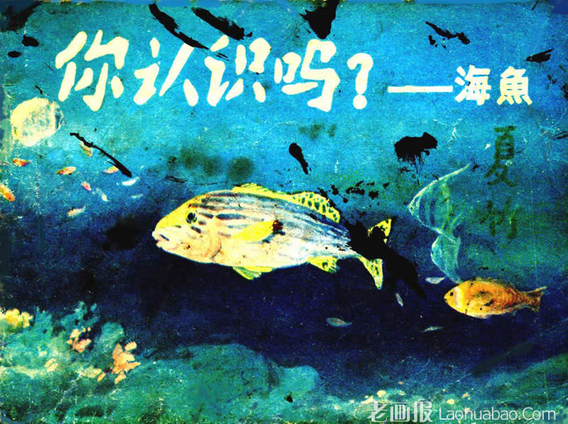 你认识吗？--海鱼   绘画:高鹤鸣 1984年期 老画报网